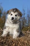 ALASKAN MALAMUTE 539